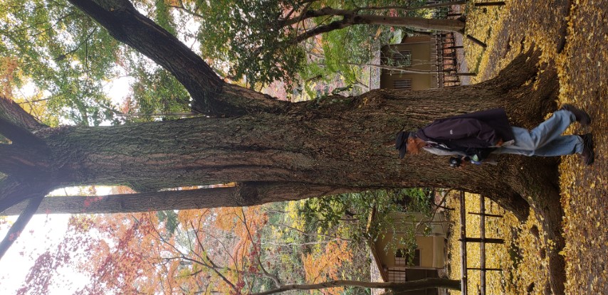 Camellia japonica plantplacesimage20181207_094250.jpg