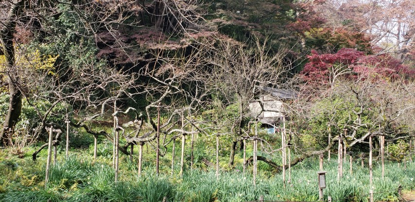 Prunus mume plantplacesimage20181207_104449.jpg