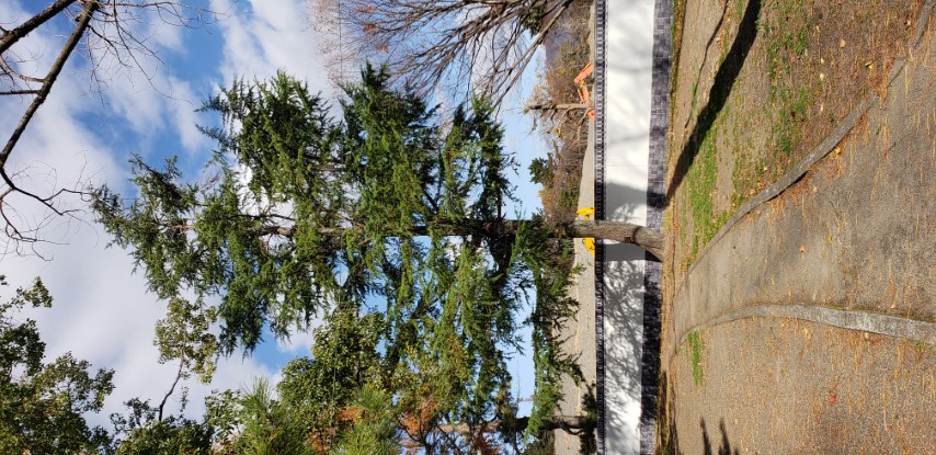 Cedrus deodara plantplacesimage20181208_090632.jpg