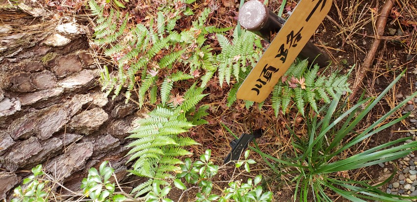 Dryopteris erythrosora plantplacesimage20181208_091820.jpg