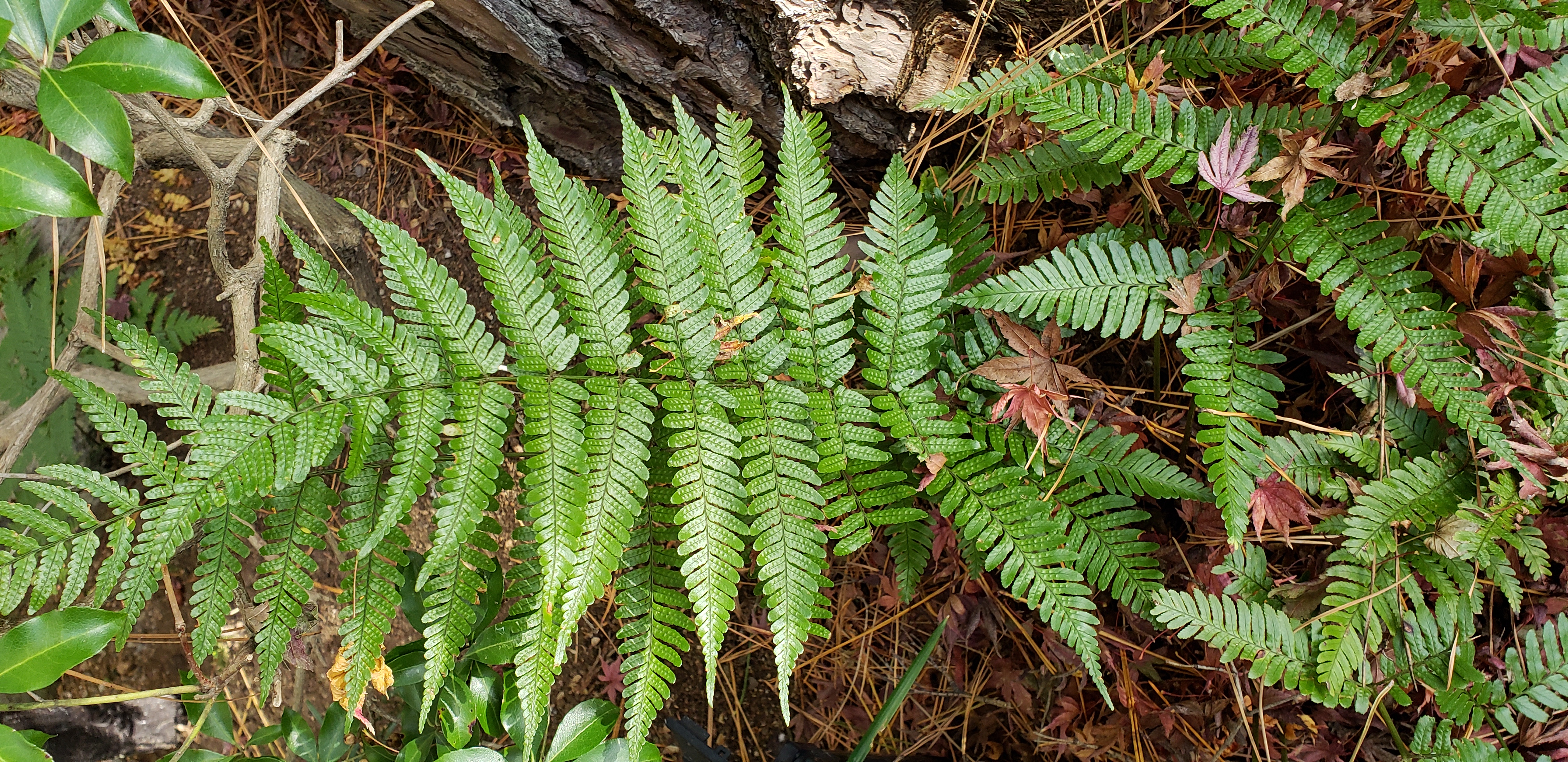 Dryopteris erythrosora plantplacesimage20181208_091828.jpg