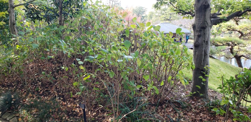 Hydrangea macrophylla plantplacesimage20181208_092351.jpg