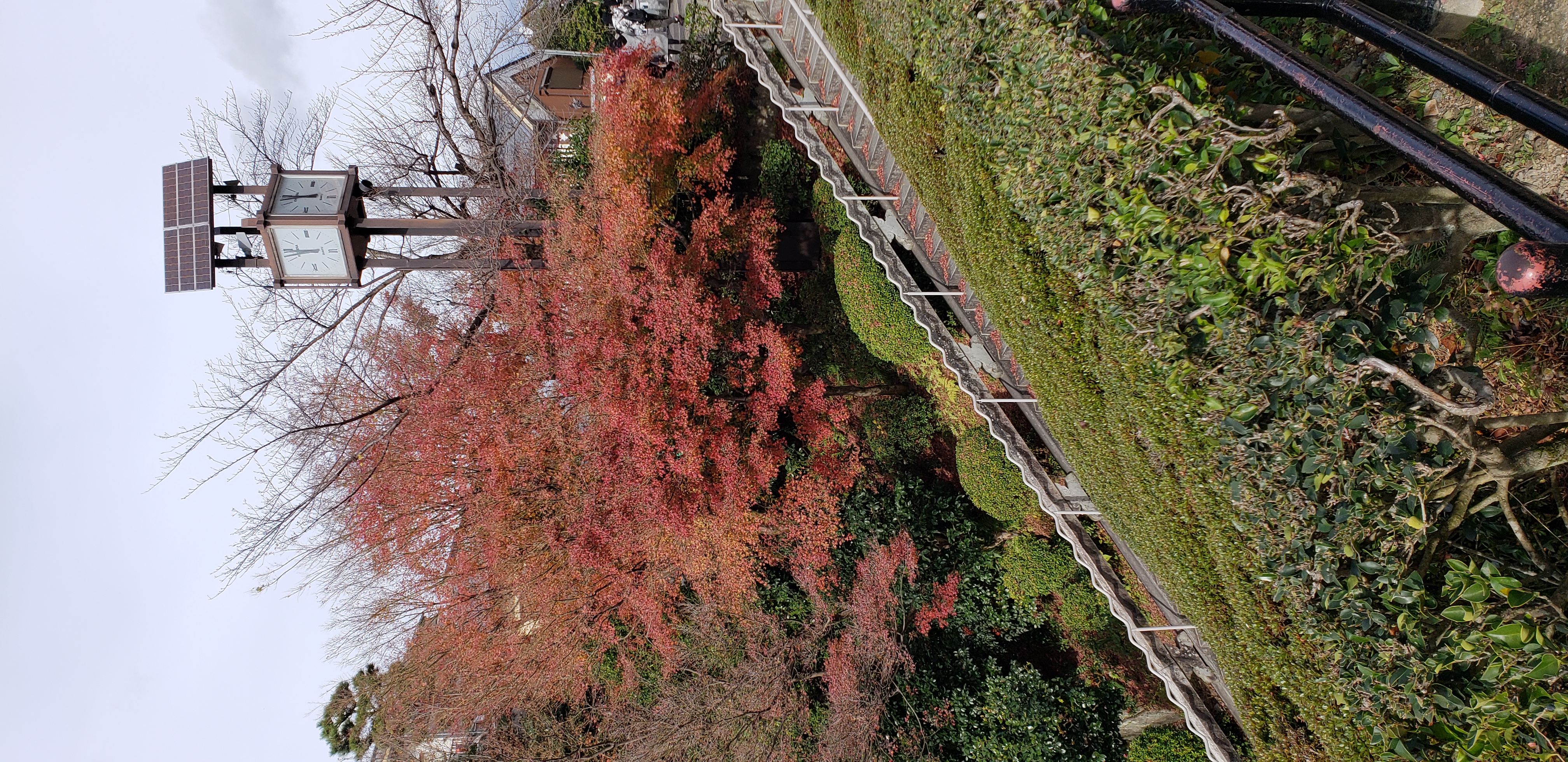 Acer palmatum plantplacesimage20181209_110208.jpg