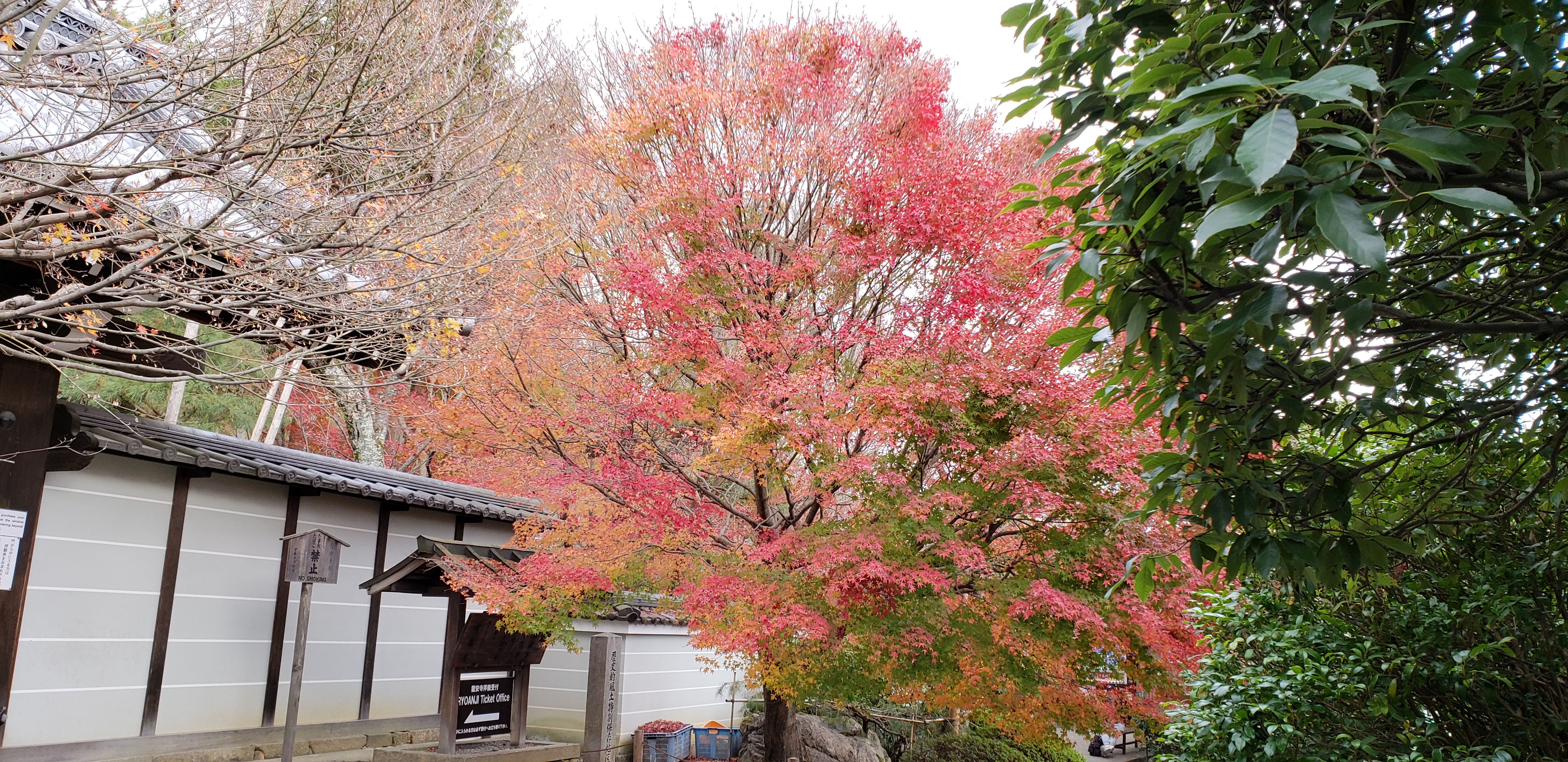 Acer palmatum plantplacesimage20181209_140325.jpg