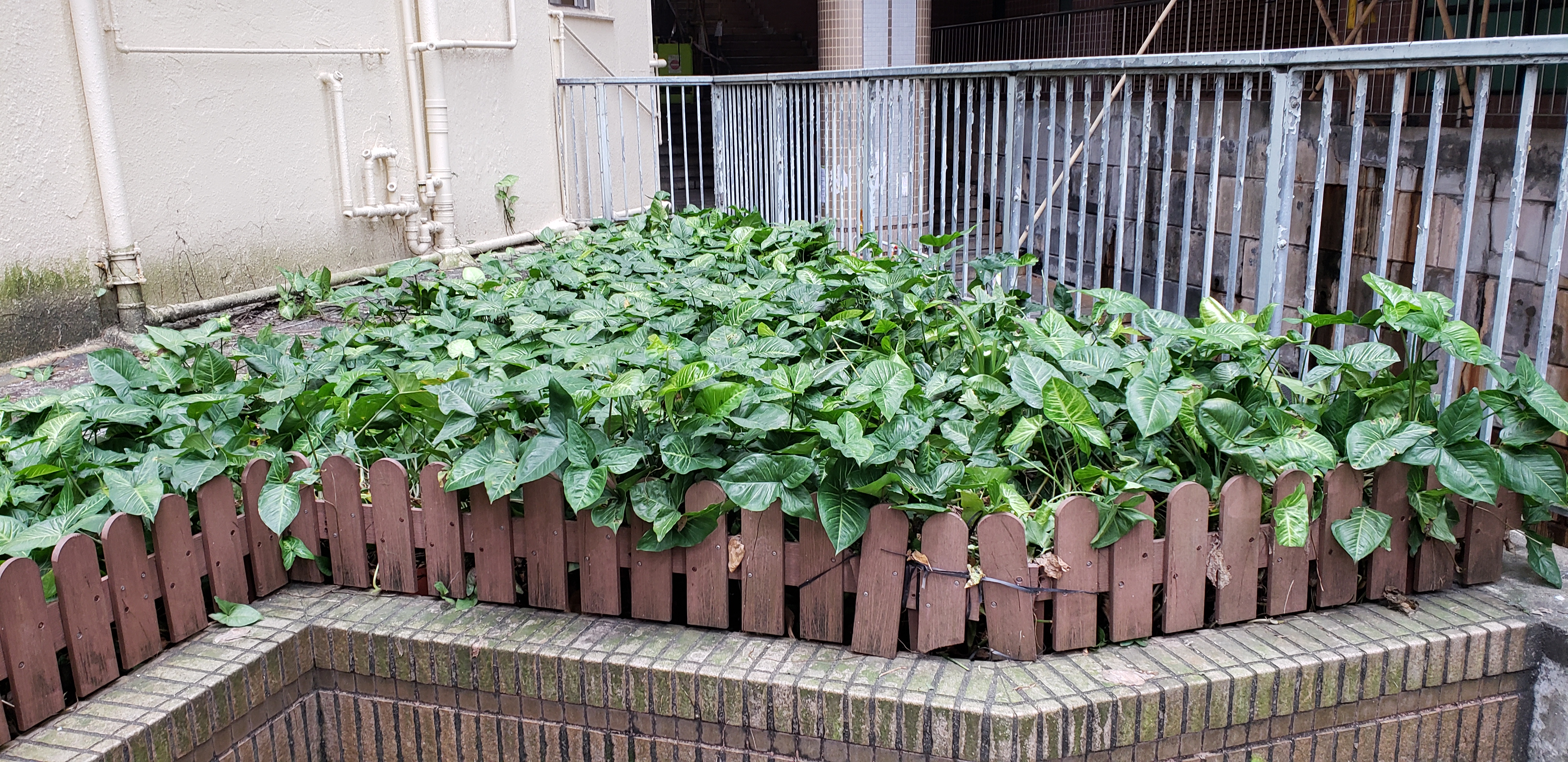 Arum italicum plantplacesimage20181214_120853.jpg