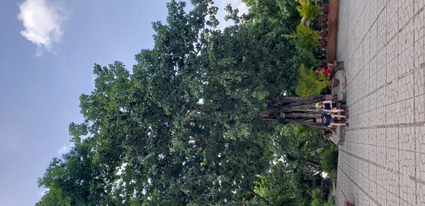 Ficus rumphii plantplacesimage20181216_123401.jpg