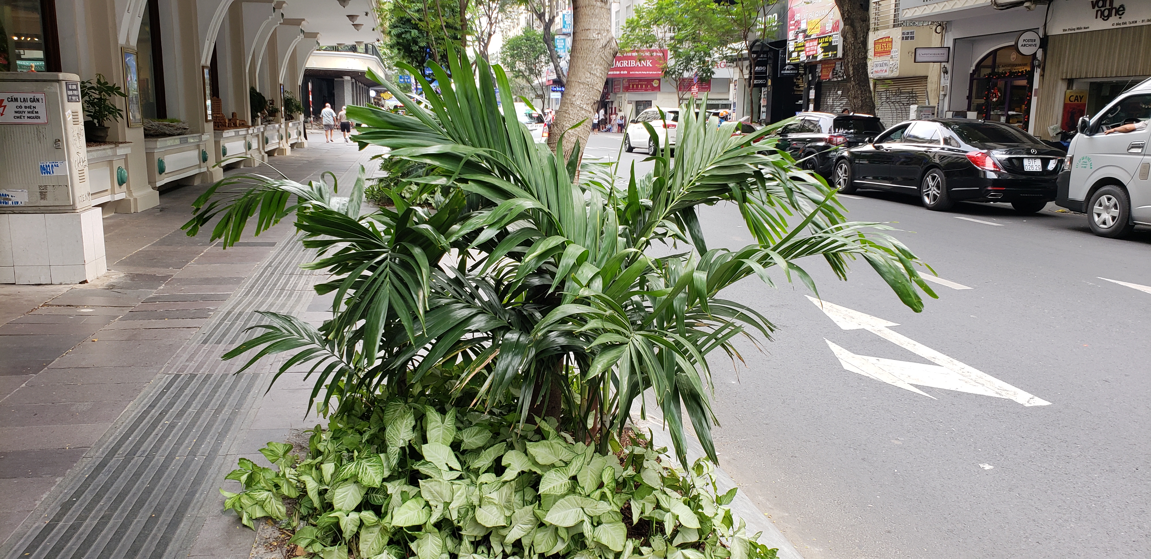 Rhapis excelsa plantplacesimage20181217_132344.jpg