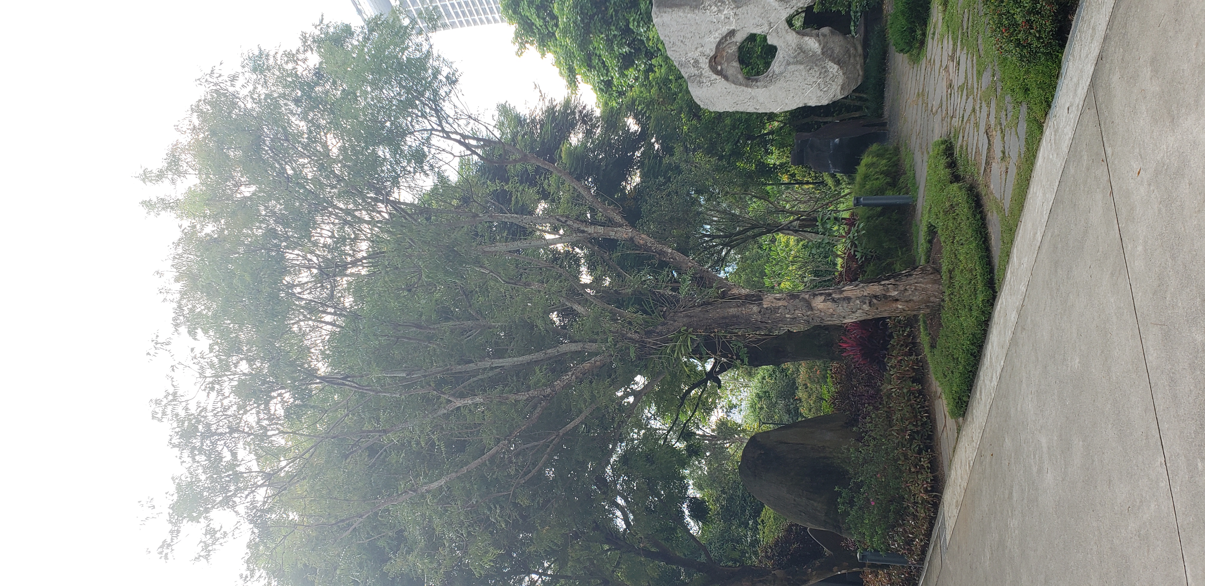 Pistacia chinensis plantplacesimage20181219_111719.jpg