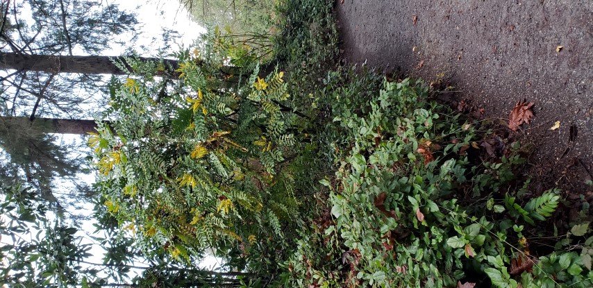 Mahonia  plantplacesimage20181220_153127.jpg