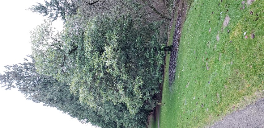 Magnolia virginiana var. australis plantplacesimage20181220_153652.jpg