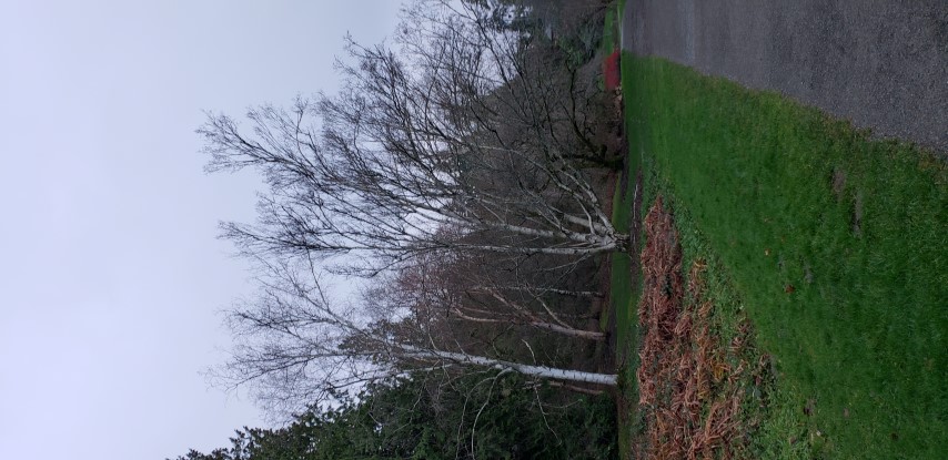 Betula hybrid plantplacesimage20181220_154207.jpg