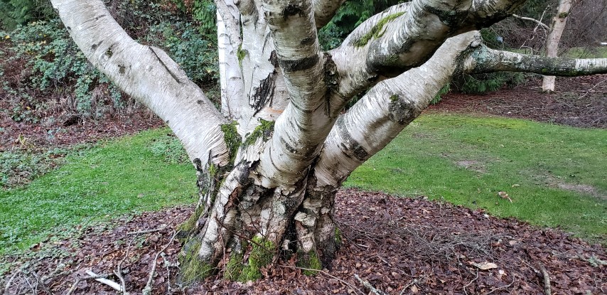 Betula hybrid plantplacesimage20181220_154342.jpg