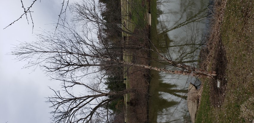 Betula platyphylla plantplacesimage20190324_160028.jpg