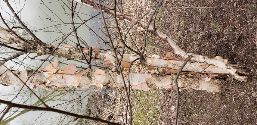 Betula platyphylla plantplacesimage20190324_160112.jpg