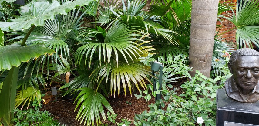 Rhapis excelsa plantplacesimage20190411_162545.jpg