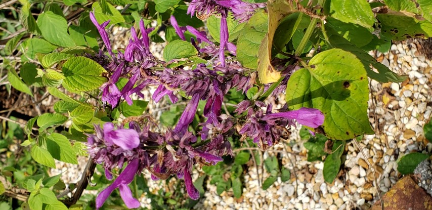 Salvia plantplacesimage20190413_103846.jpg