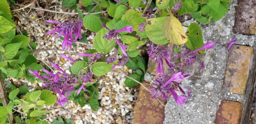Salvia plantplacesimage20190413_103903.jpg