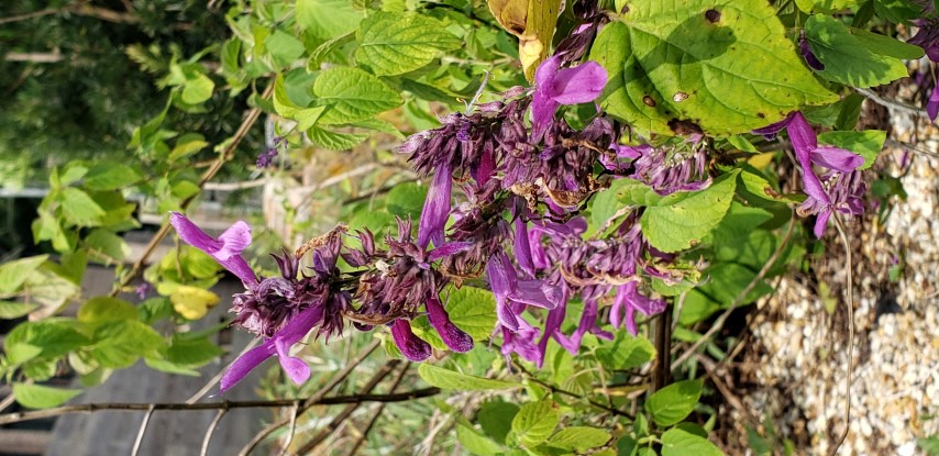 Salvia plantplacesimage20190413_103921.jpg