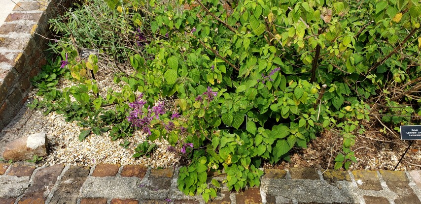 Salvia plantplacesimage20190413_103935.jpg