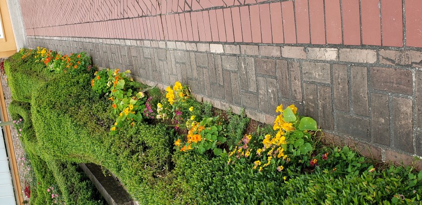 Tropaeolum spp plantplacesimage20190413_110406.jpg