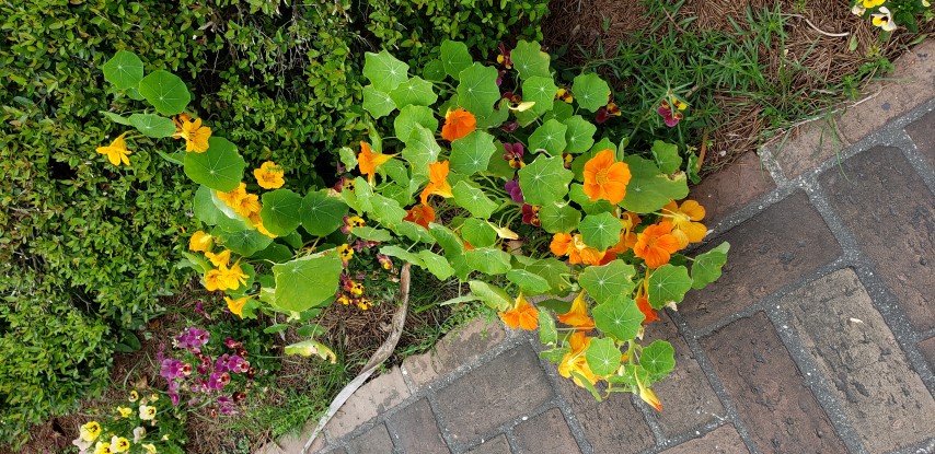 Tropaeolum spp plantplacesimage20190413_110439.jpg