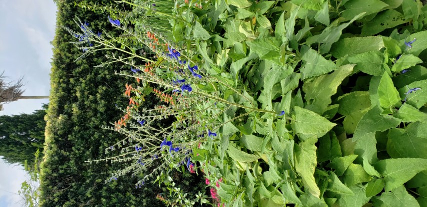 Salvia x plantplacesimage20190413_115355.jpg