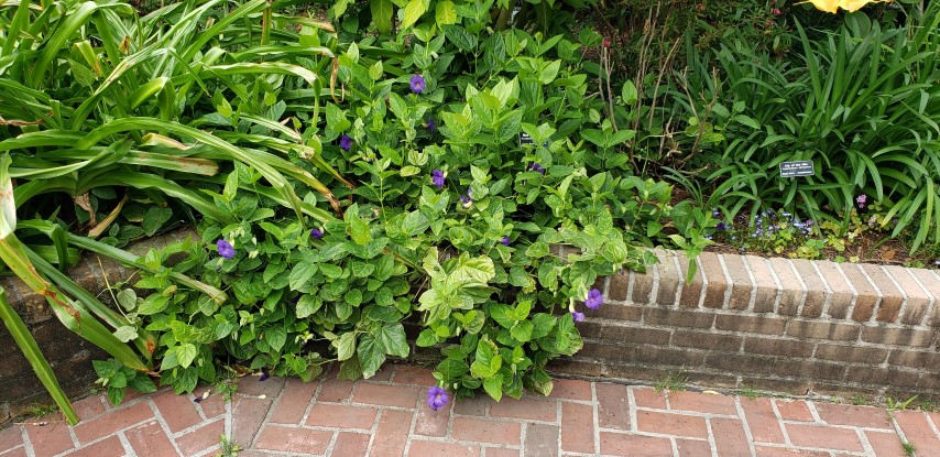 Thunbergia battiscombei plantplacesimage20190413_120031.jpg