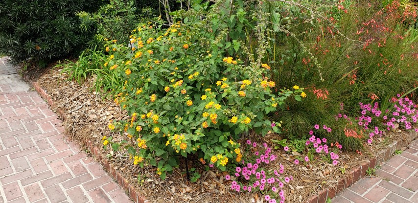 Lantana camara plantplacesimage20190413_120412.jpg