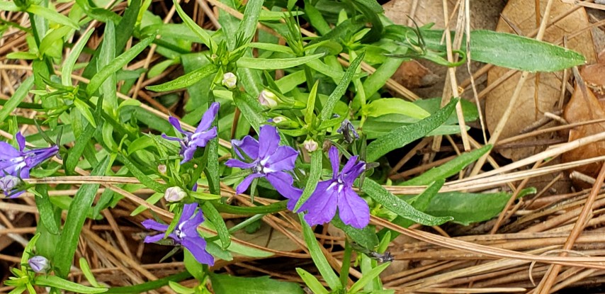 Indigofera tinctoria plantplacesimage20190413_124200.jpg
