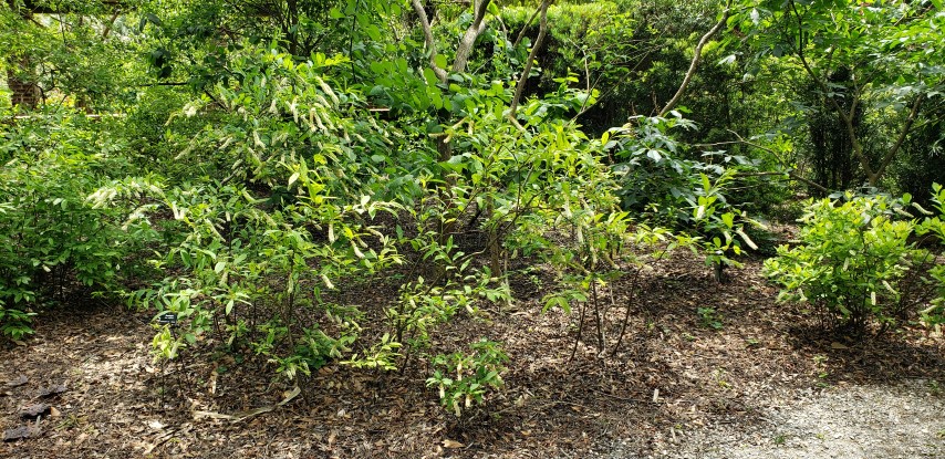 Itea virginica plantplacesimage20190413_124950.jpg