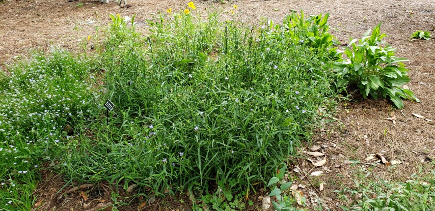 Tradescantia gigantea plantplacesimage20190413_130443.jpg