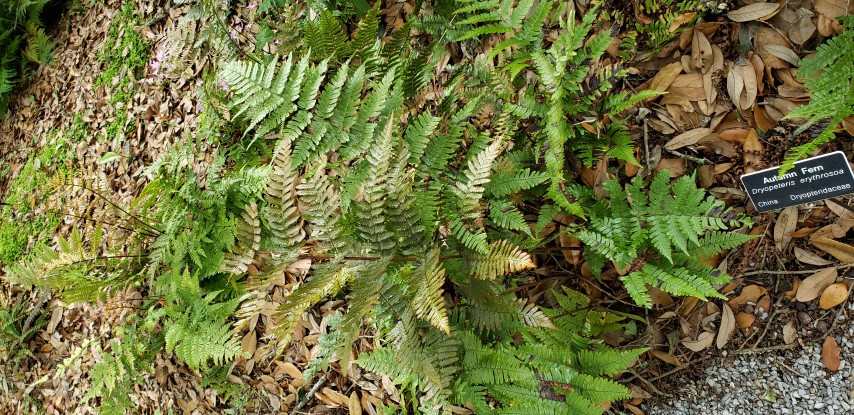 Dryopteris erythrosora plantplacesimage20190413_131703.jpg