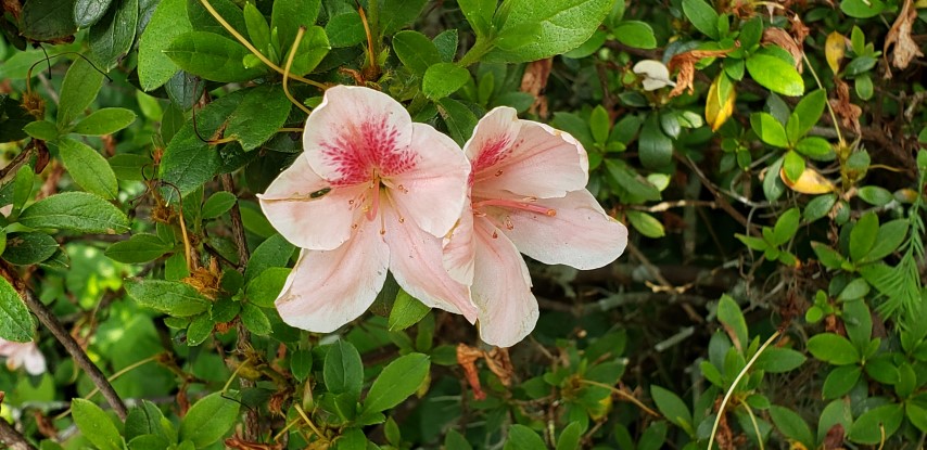Rhododendron plantplacesimage20190413_141514.jpg