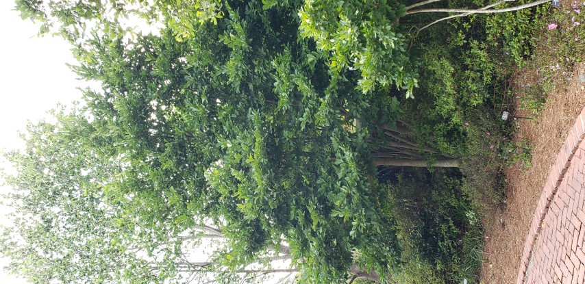 Magnolia x loebneri plantplacesimage20190413_143025.jpg