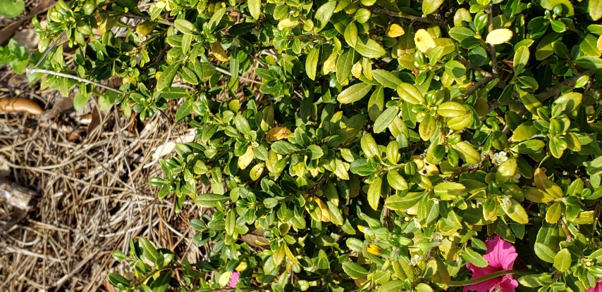 Ilex crenata plantplacesimage20190413_150949.jpg
