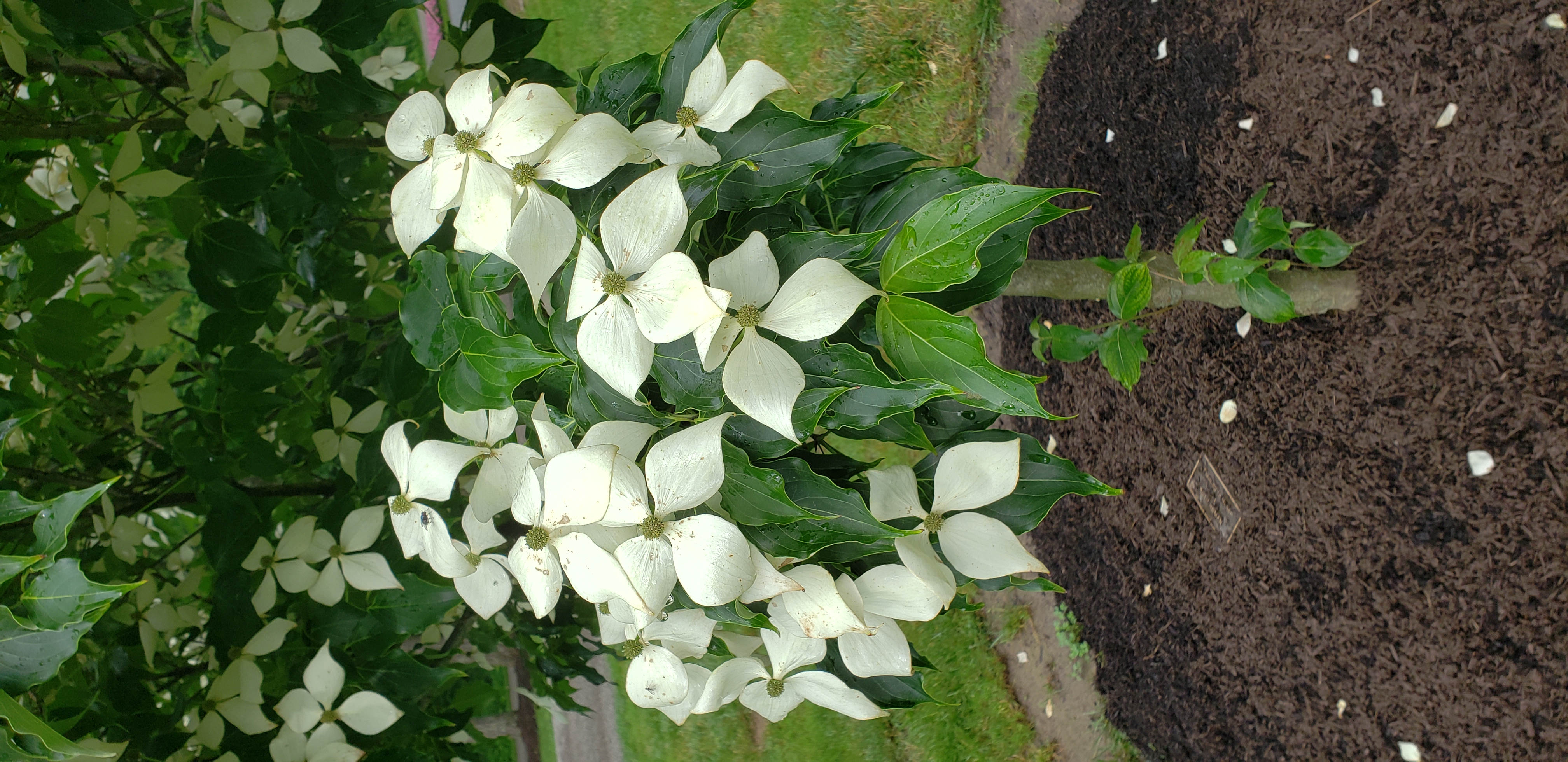 Cornus kousa plantplacesimage20190531_172933.jpg