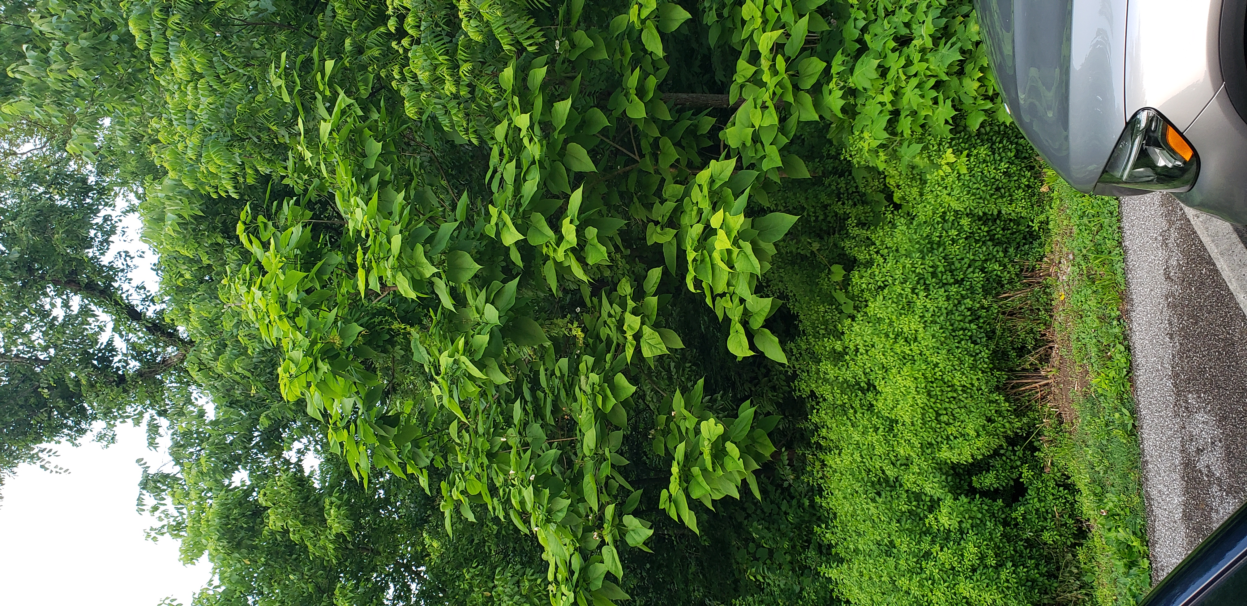 Catalpa speciosa plantplacesimage20190531_202653.jpg