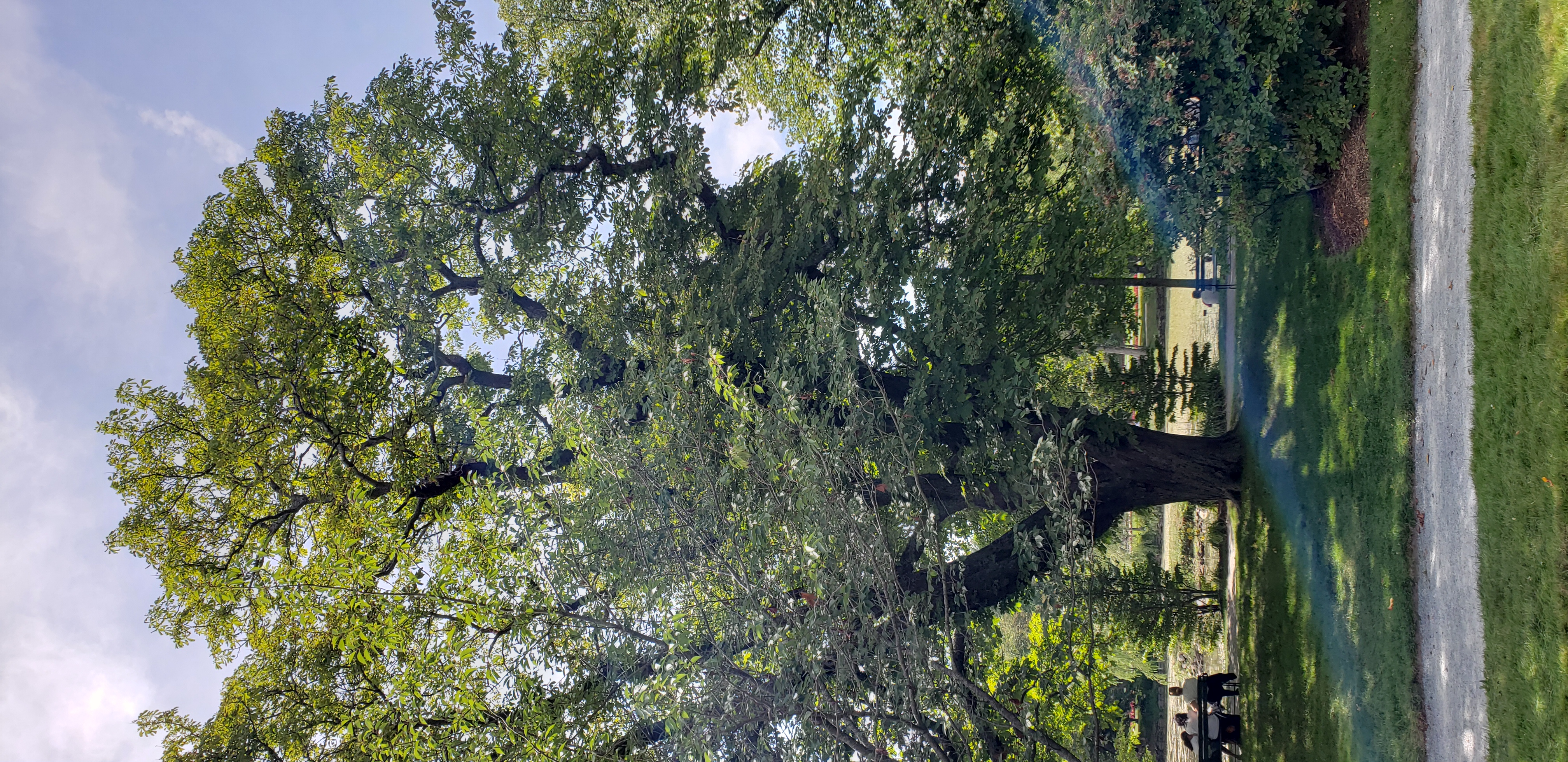 Aesculus hippocastanum plantplacesimage20190821_131146.jpg