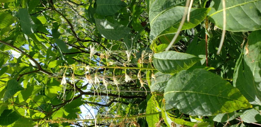 Aesculus glabra plantplacesimage20190821_131844.jpg