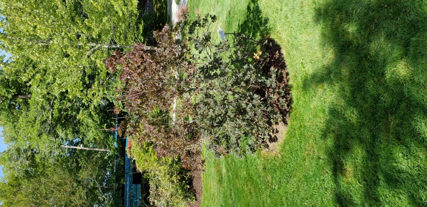 Cotinus coggygria plantplacesimage20190821_132107.jpg