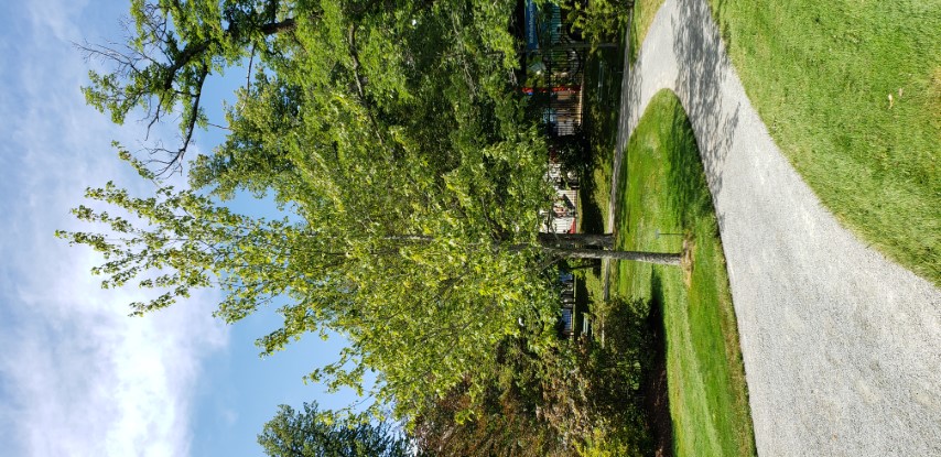 Acer rubrum plantplacesimage20190821_132145.jpg