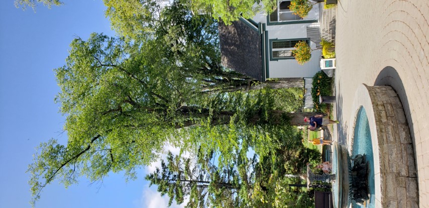 Ulmus americana plantplacesimage20190821_134315.jpg