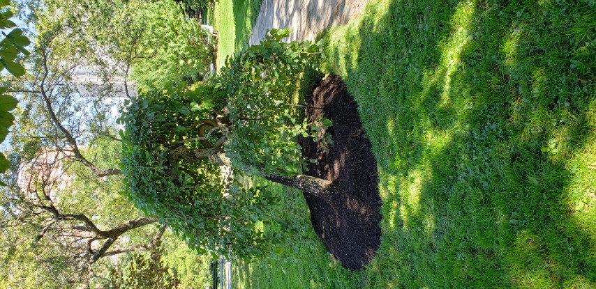 Morus alba plantplacesimage20190821_141659.jpg