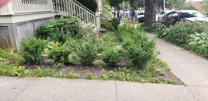 Buxus  plantplacesimage20190822_113626.jpg