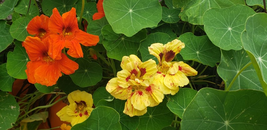 Tropaeolum spp plantplacesimage20190822_115414.jpg