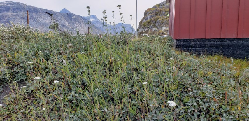 Achillea millefolium plantplacesimage20190826_135819.jpg