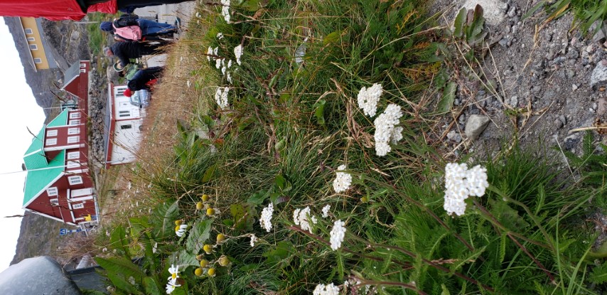 Achillea millefolium plantplacesimage20190828_081044.jpg