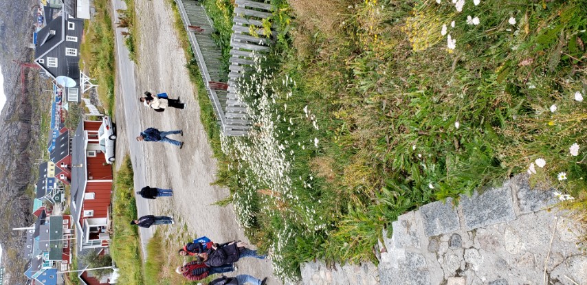Achillea millefolium plantplacesimage20190828_090337.jpg