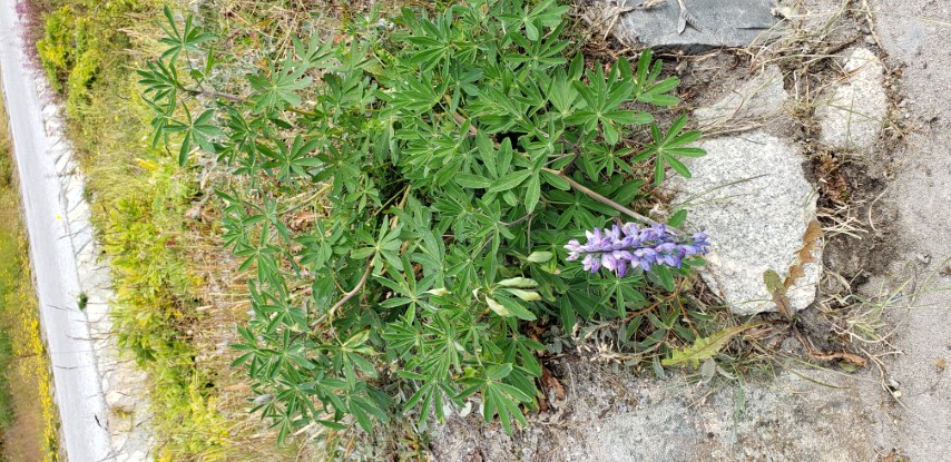 Lupinus nootkatensis plantplacesimage20190828_112656.jpg