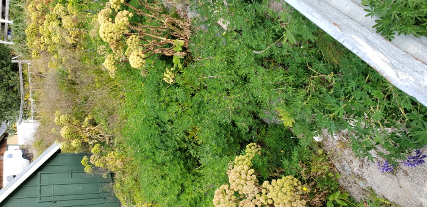 Lupinus nootkatensis plantplacesimage20190828_113235.jpg